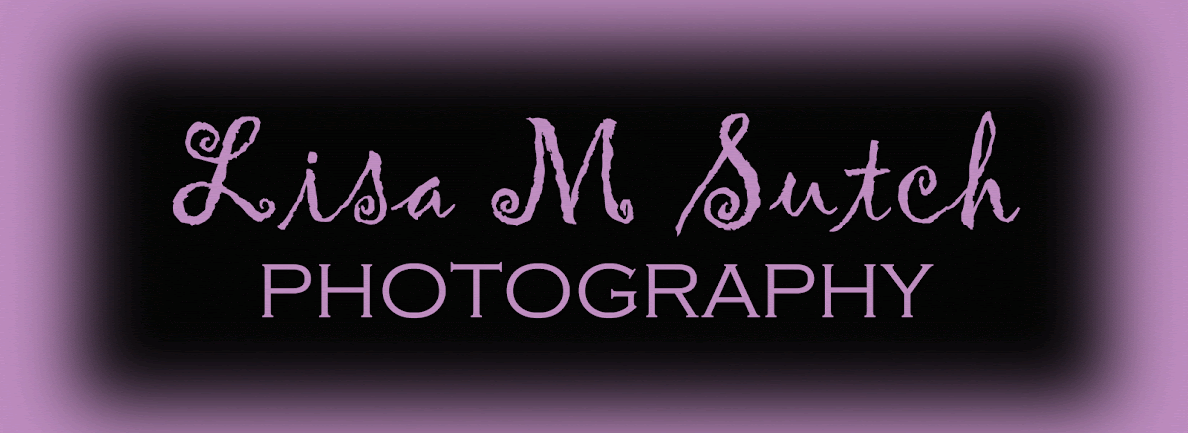 Lisa M Sutch Photography