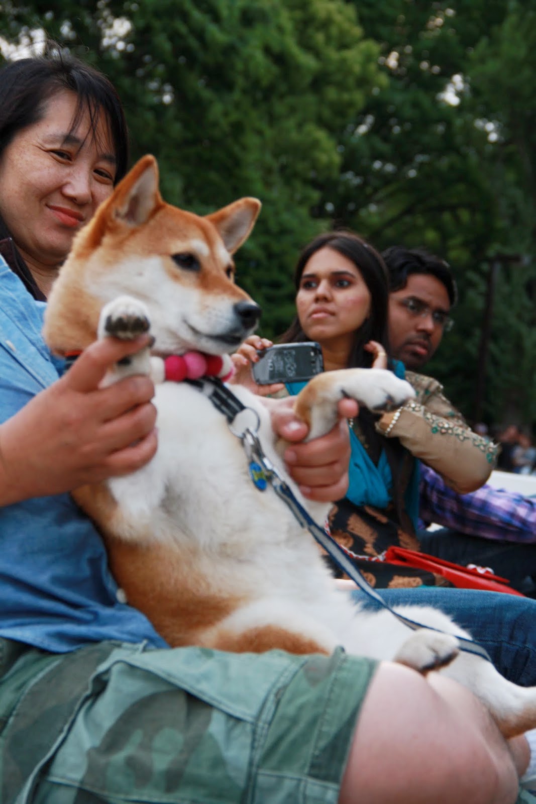 corgi dog