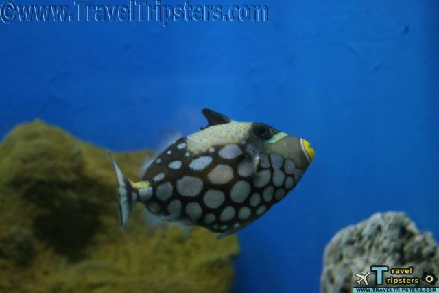 oceanarium oceanarium