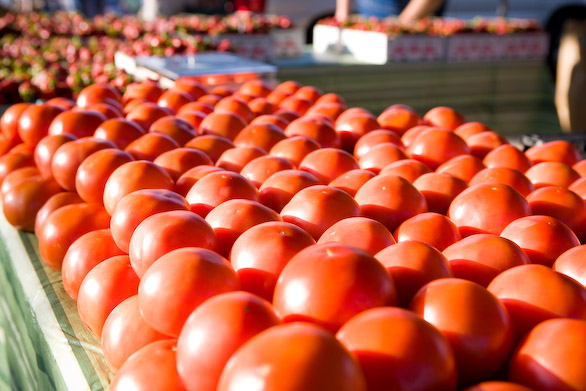 tomato farming