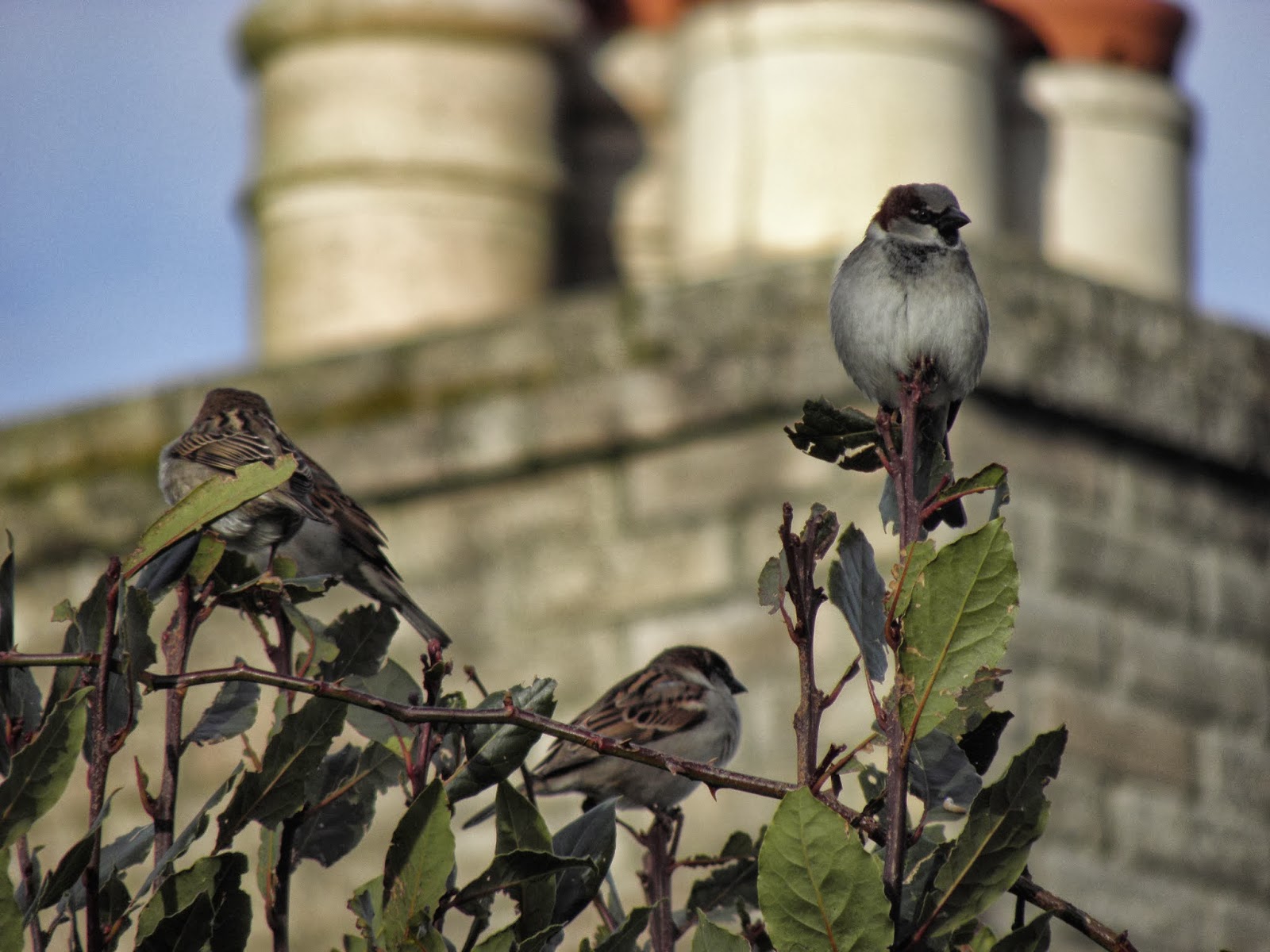 Flyte So Fancy Wild Bird Nest Boxes Garden Birds at FSF HQ