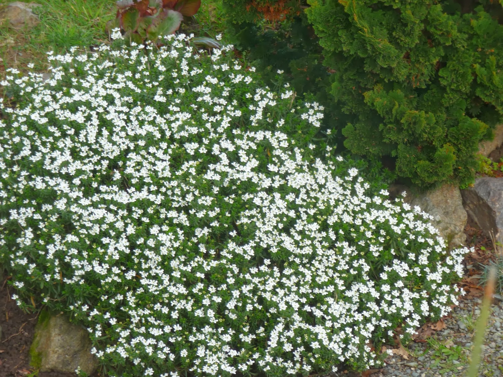 Le Douaire Ile De Vivre Tout Savoir Sur Le Photinia X Fraseri