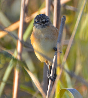 Bearded Tachuri, Polystictus pectoralis