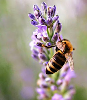El miedo a sufrir una picadura dificulta la rutina diaria a los pacientes alérgicos al veneno de abejas y avispas