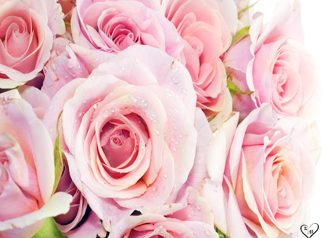 Pink Roses Wallpapers