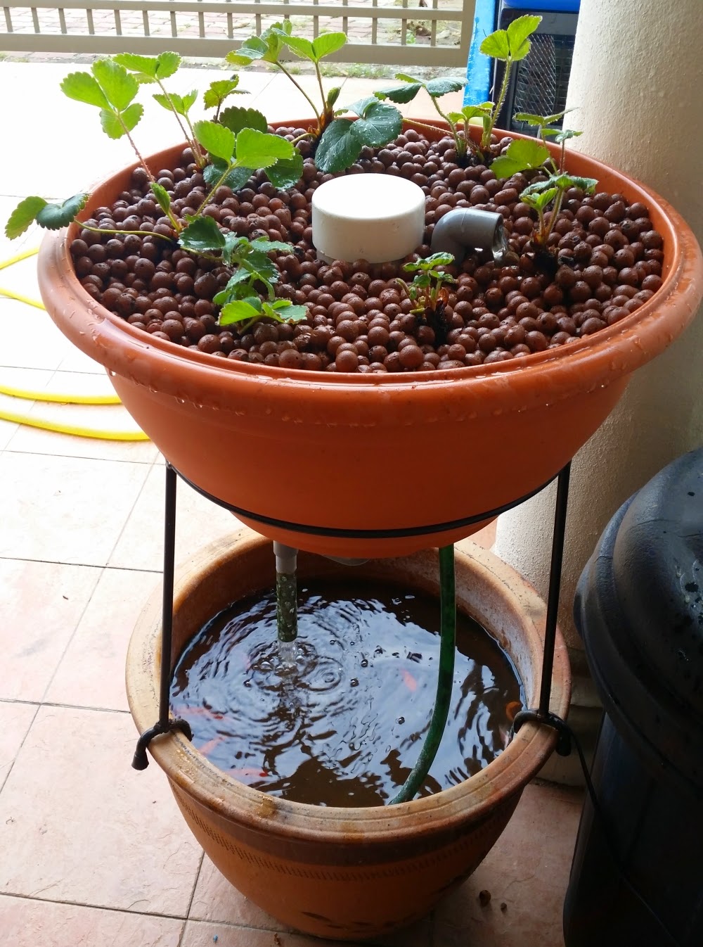 Affnan's Aquaponics Equatorial Lowland Strawberry Project A Heated Trial