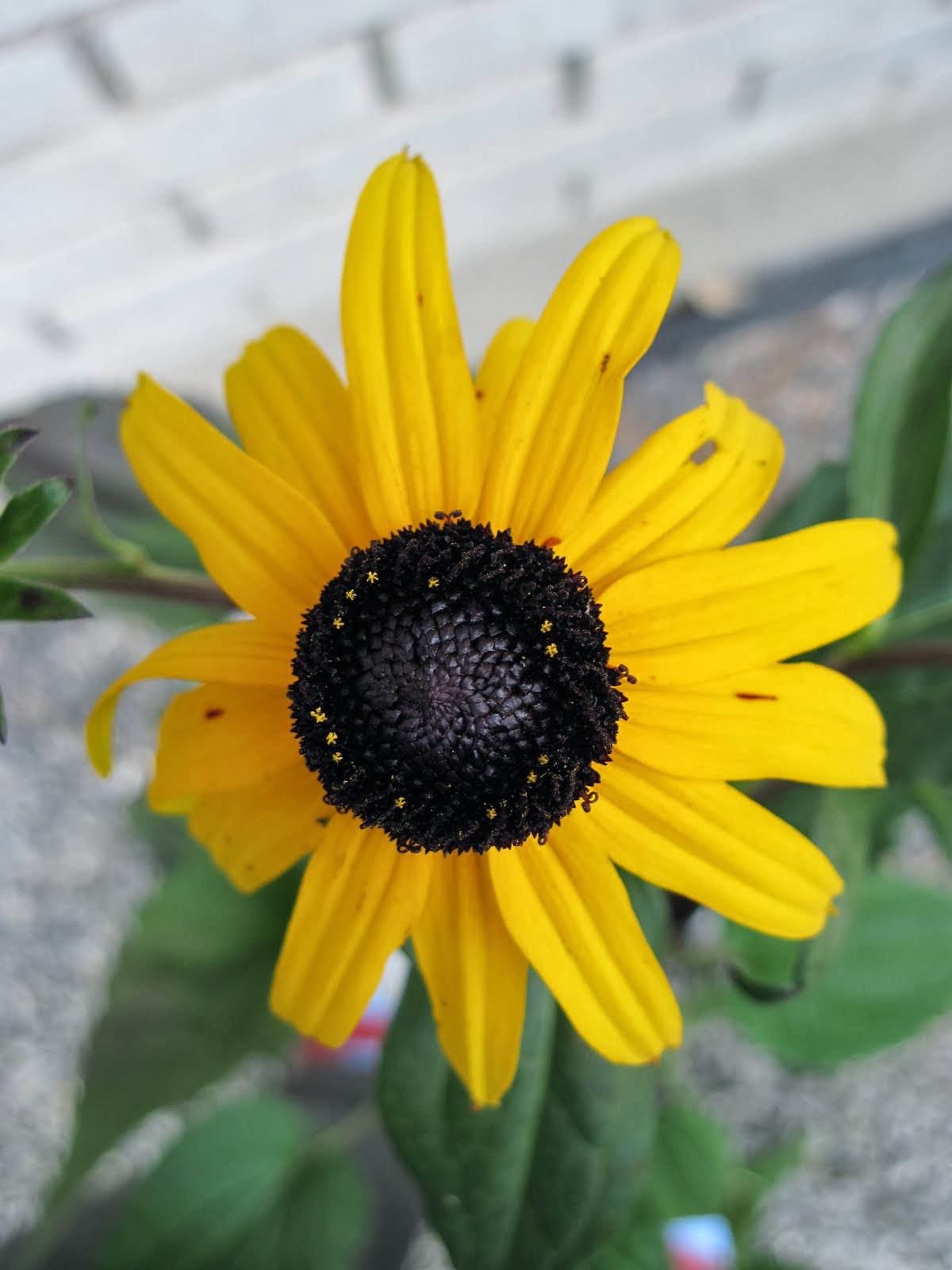 Rudbeckia Goldsturm