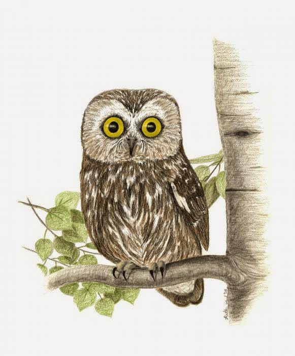 Owl Drawings All About OWL