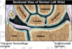 Tom's Physiotherapy Blog: Wrist Injuries Part 1