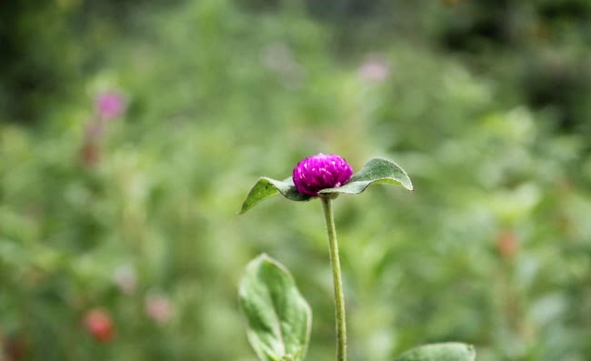Gomphrena Flowers Pictures Gomphrena Flowers Pictures