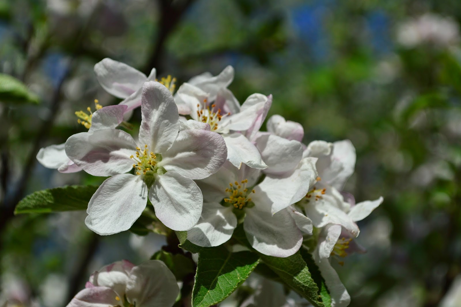 Free Range Family Farm late spring/ early summer