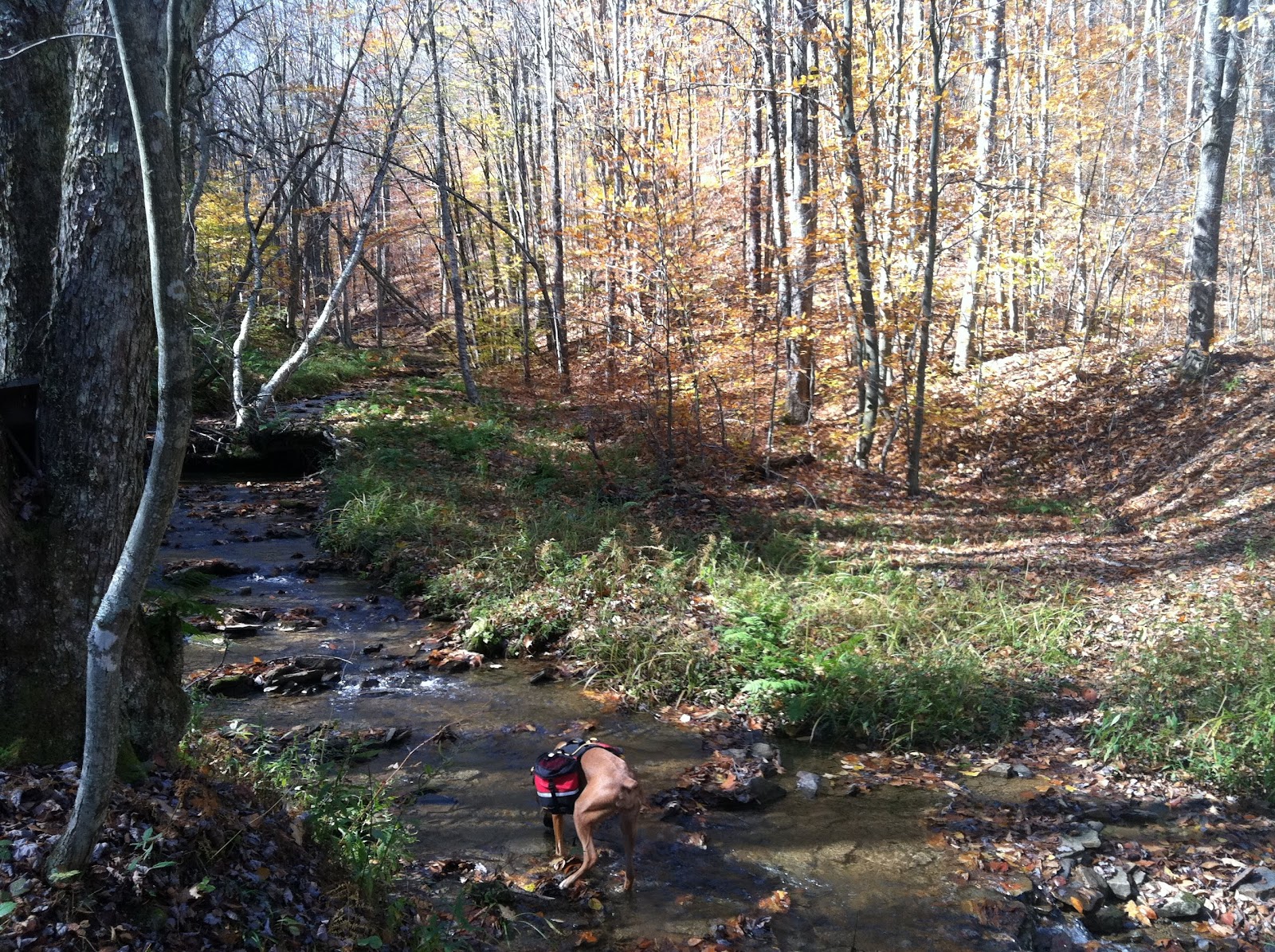 Wandering Virginia Laurel Fork October 1516