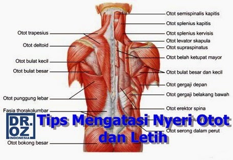 Dr Oz Indonesia Tips Mengatasi Obat Nyeri Otot dan Letih Dr Oz Indonesia Tips Mengatasi Obat Nyeri Otot dan Letih