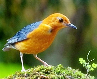 Arena Burung Beberapa Jenis Burung Kicau Termahal Di Indonesia