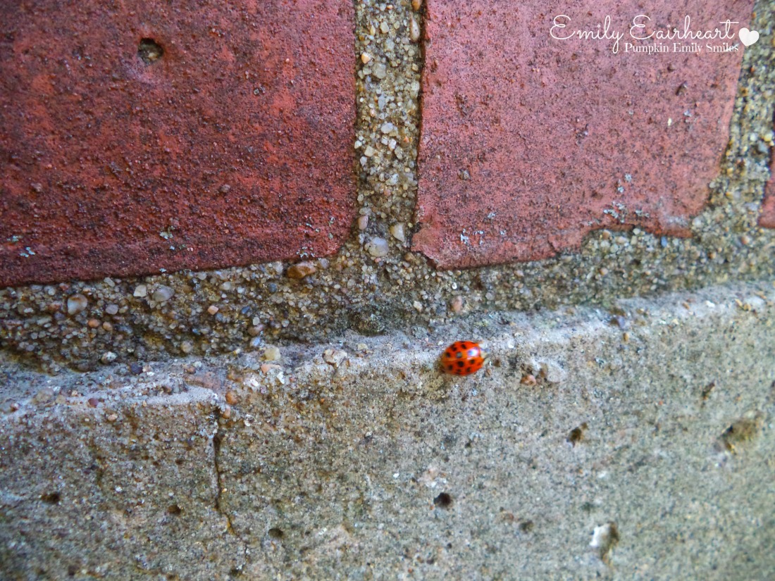 A red ladybug