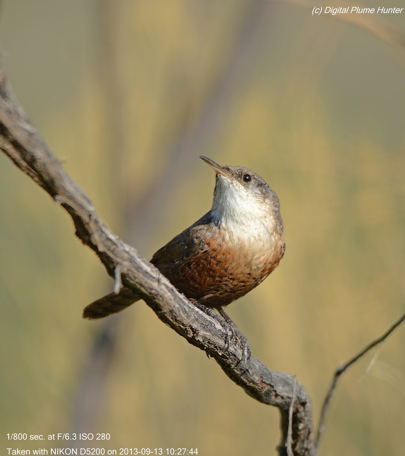 Hunting Digital Plumes in the US and Beyond Wrens that Rock Rock Wren