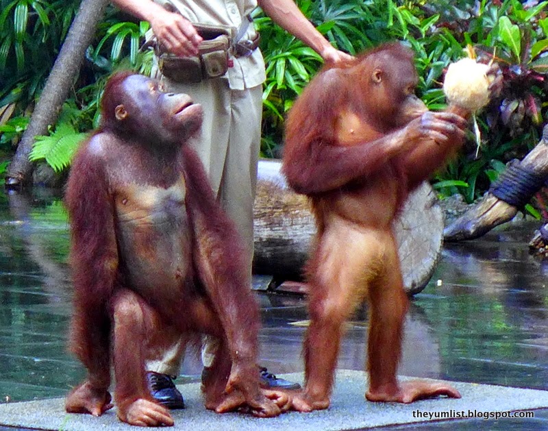 Animal Education Show Bali Safari and Marine Park