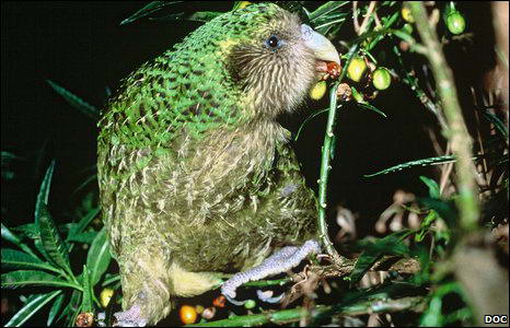  Hewan Kakapo