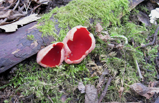 Scarlet elfcup, Sarcoscypha coccinia. 18 February 2012. Austriaca means 'originating from Austria'. Microscopy is required to separate this fungus from Sarcoscypha austriaca and Sarcoscypha jurana (which has not been recorded in Britain). S. austriaca is believed to be the most common species. This specimen has been examined and is confirmed to be S. coccinia. Scarlet elfcup, Sarcoscypha coccinia. 18 February 2012. Austriaca means 'originating from Austria'. Microscopy is required to separate this fungus from Sarcoscypha austriaca and Sarcoscypha jurana (which has not been recorded in Britain). S. austriaca is believed to be the most common species. This specimen has been examined and is confirmed to be S. coccinia.