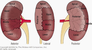 Kidney | Anatomy | Mbbs 1st year