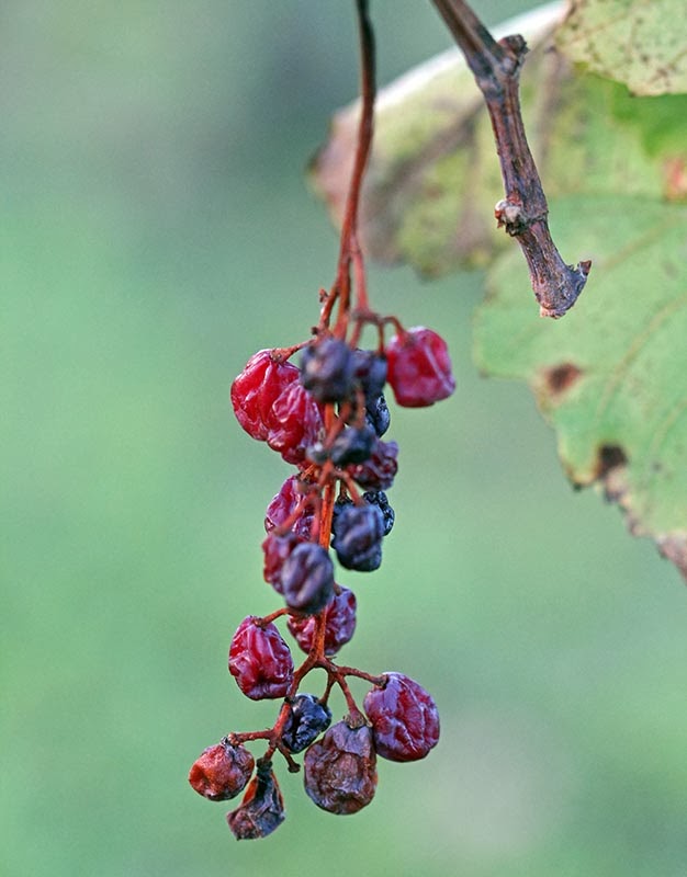 wcs Raisins on the vine