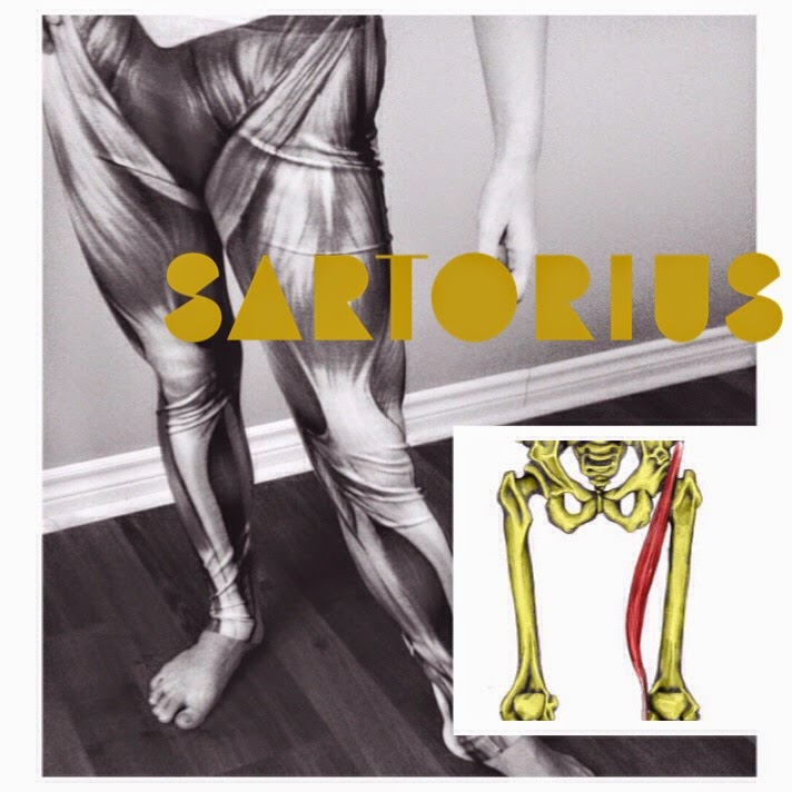 The Hip Joint: Sartorius