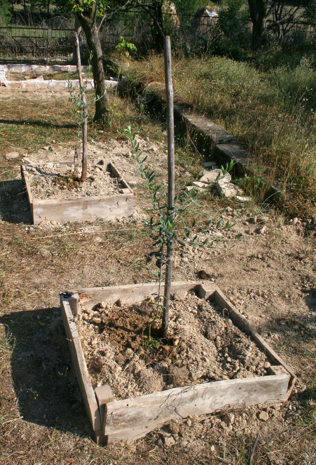 Now I have two Olive trees Now I have two Olive trees