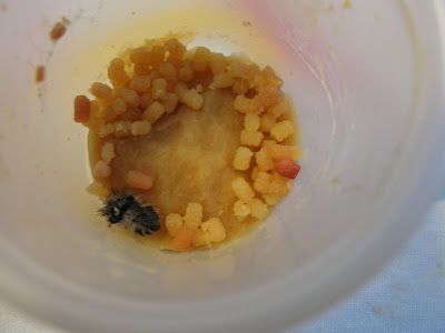 caterpillar waste in a cup