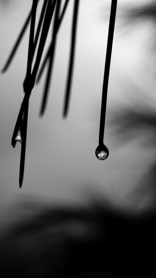 Black White Dew Drops Android Wallpaper
