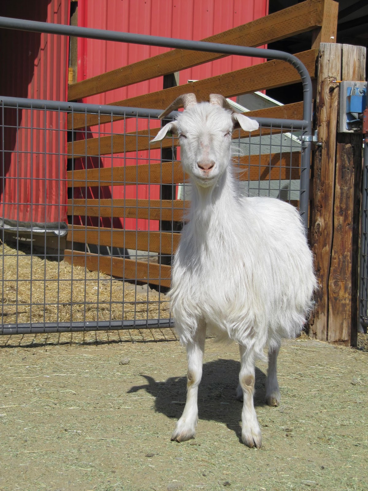 LIBERTY FARM CASHMERE GOATS CASHMERE GOATS FOR SALE