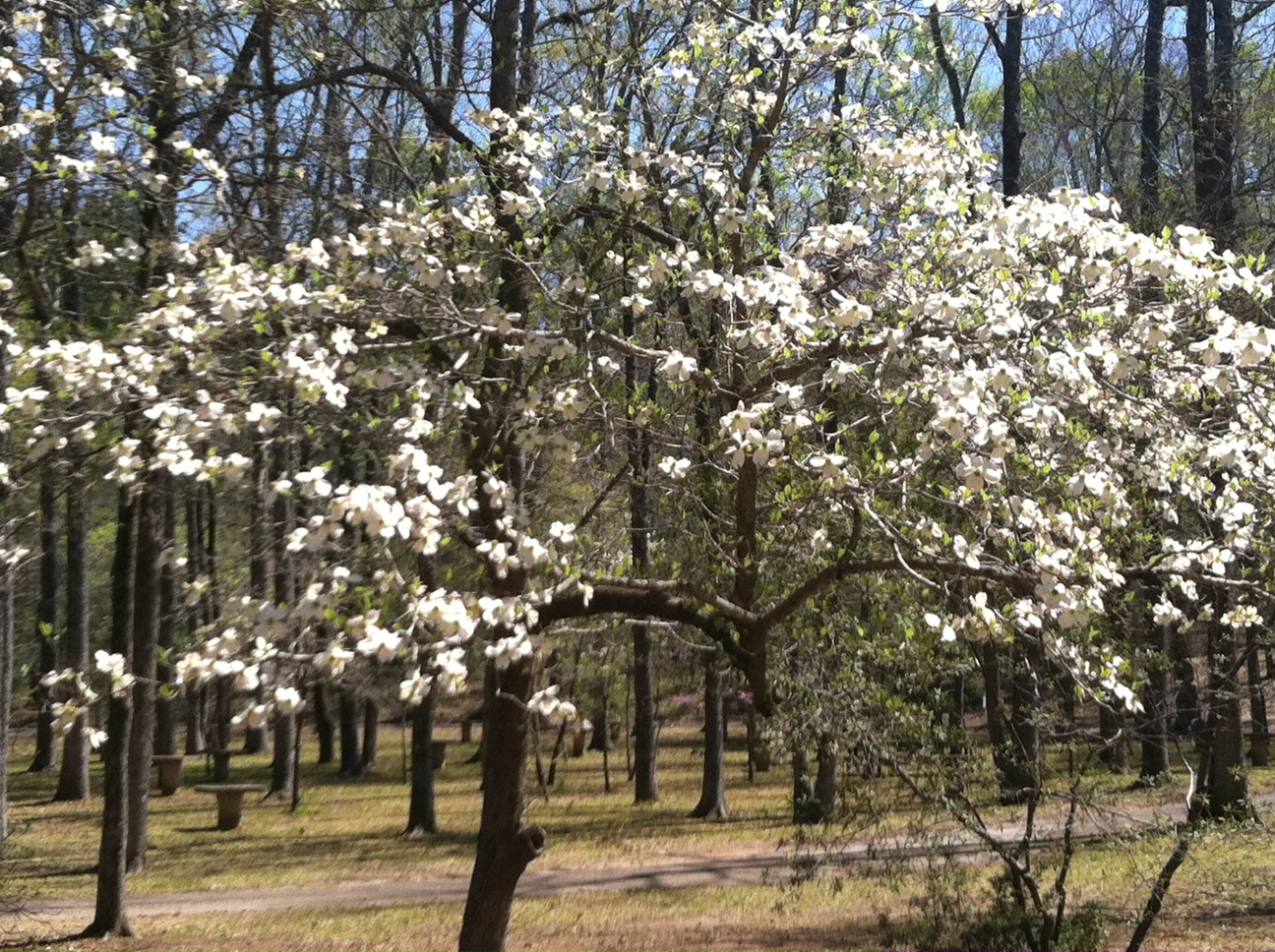 Texas Dogwood Trails Celebration Blogger Feed