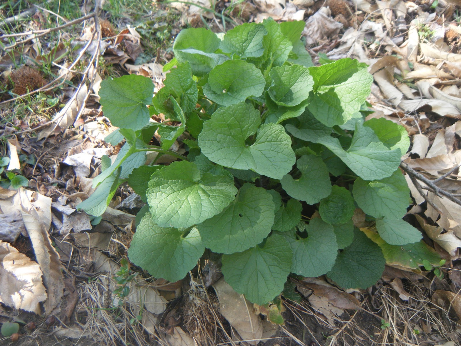 The Botanical Hiker Garlic Mustard (Alliaria officinalis)