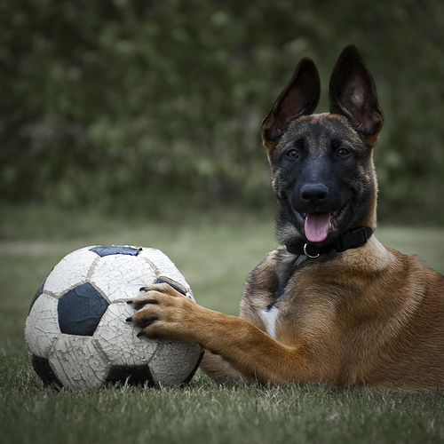 German Shepherd Belgian Malinois Mix German Shepherd Belgian Malinois Mix