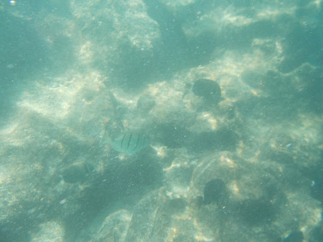 Snorkeling Hawaii Oahu Fish
