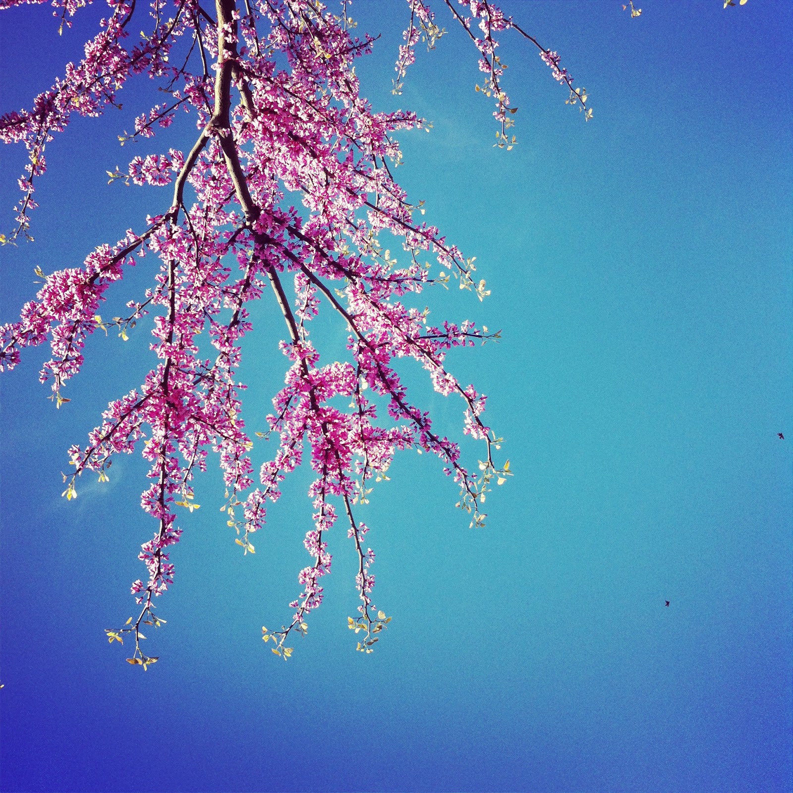 City Spring