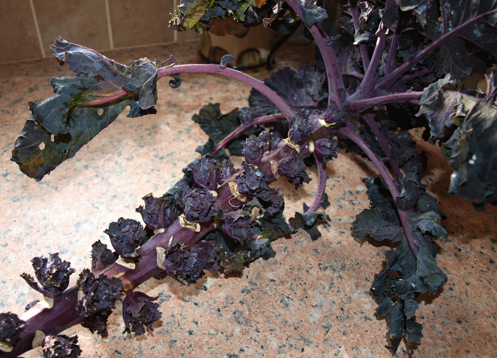 Mark's Veg Plot Flower Sprouts we finally get to taste them!