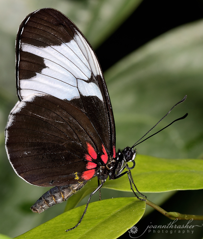 My Corner Of The World Butterflies In Bloom At Dow Gardens, Midland MI