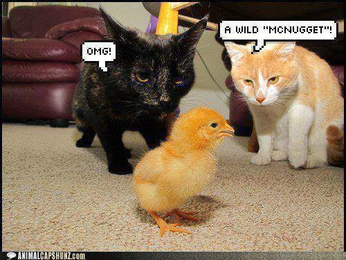 Cat Sounds That Cats Really Really Like Cat Sounds That Cats Really Really Like