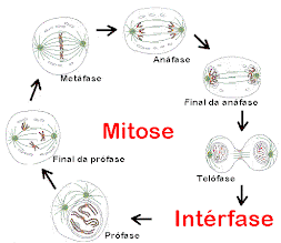 La mitose