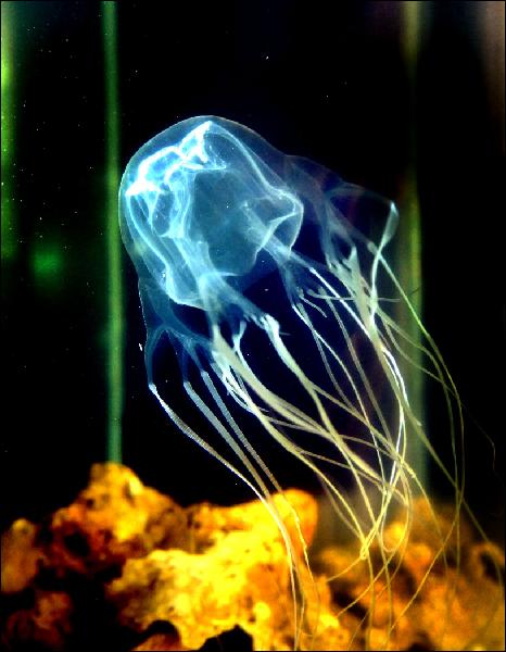 Box Jellyfish Wallpaper