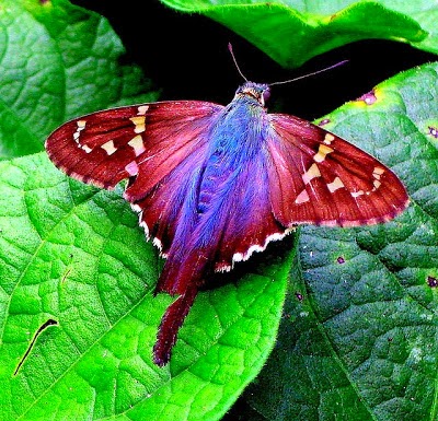 Get Unseen Pictures 4 You The Most Beautiful Butterfly In The World For iPhone Free Wallpaper Unseen Pictures 4 You The Most Beautiful Butterfly In The World For iPhone Free