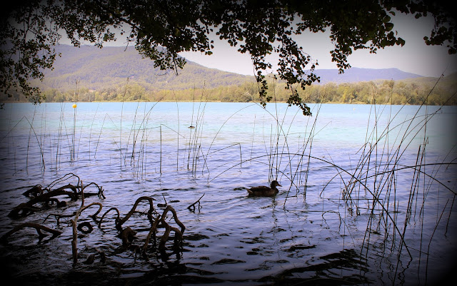 Ánade real en el lago de Banyoles