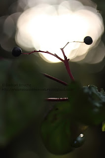 macro fruit baie