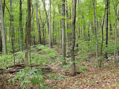 Cacapon woods when green