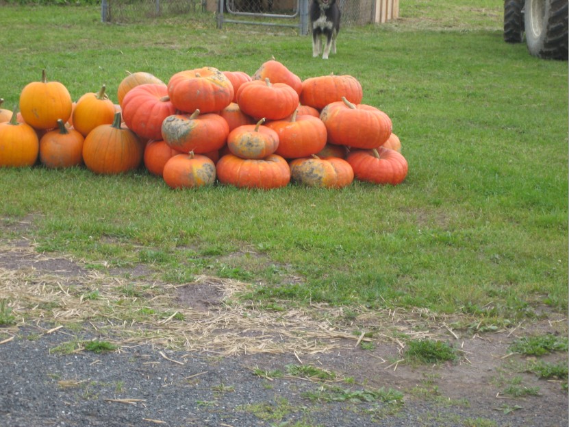 pumkin world fruits kings