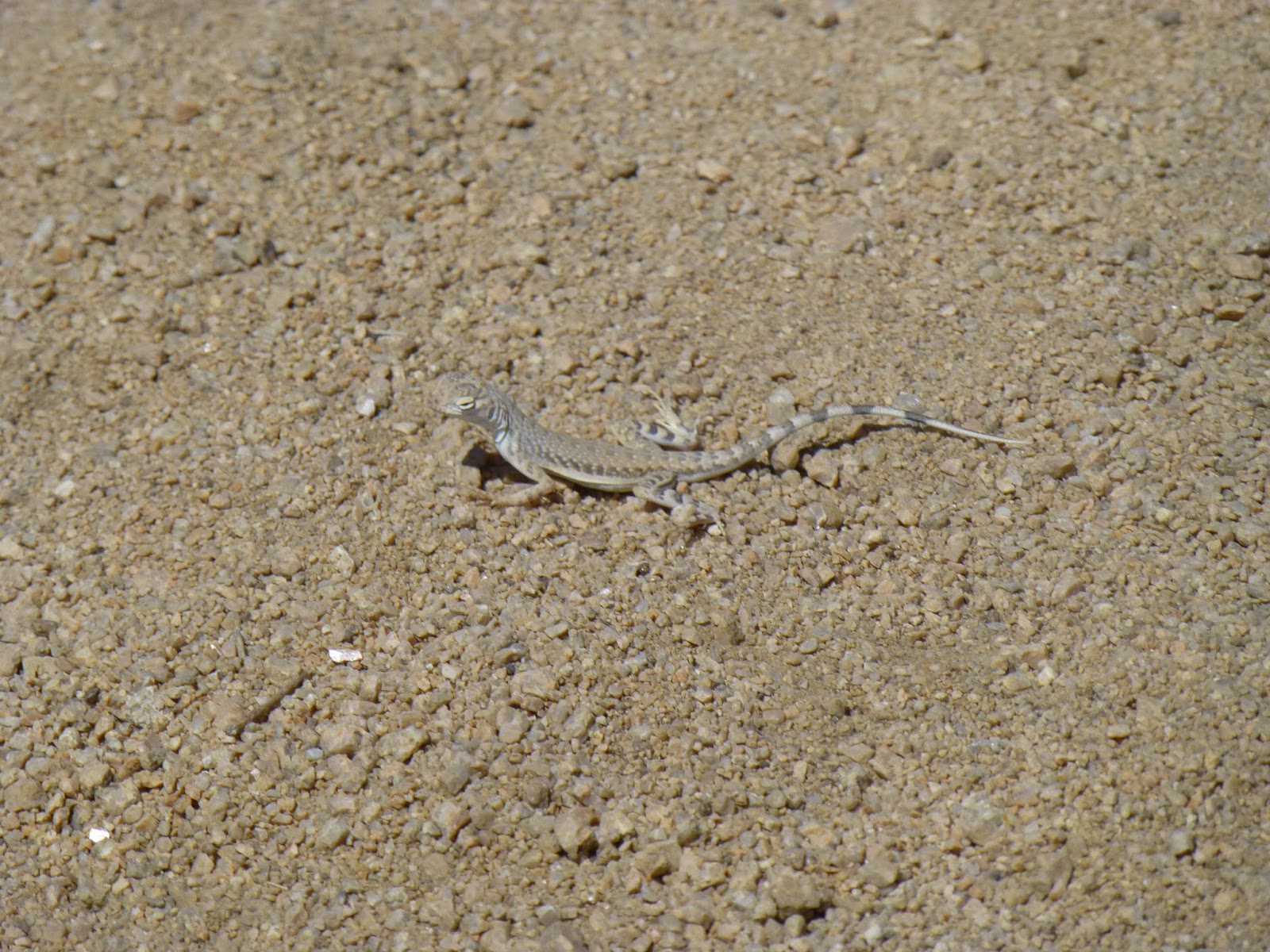 A Package Full Of Wishes Lizards, lizards everywhere!