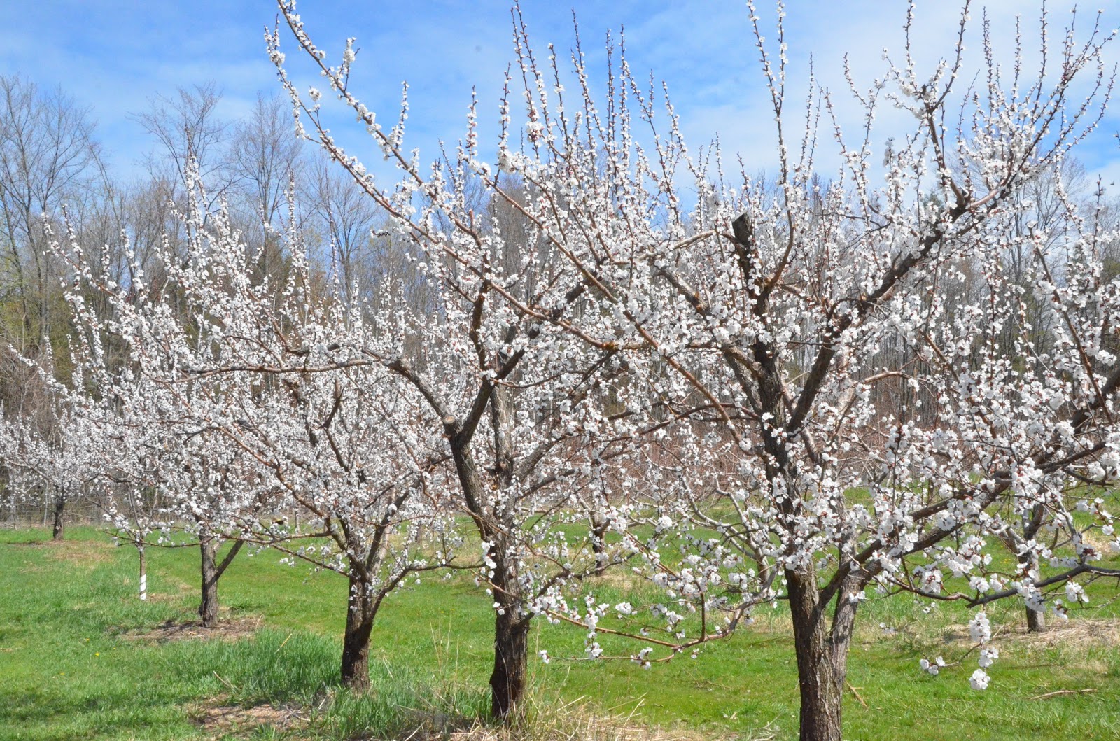A Spring Walking Tour of Walpole, New Hampshire