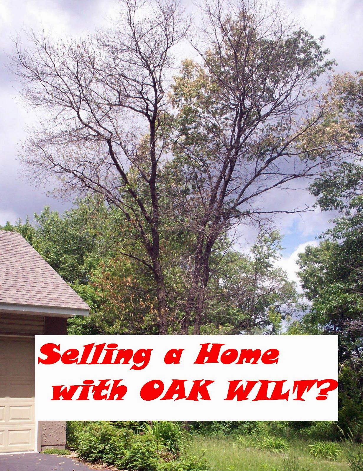 Selling a Home with Oak Trees? Or Oak Wilt?