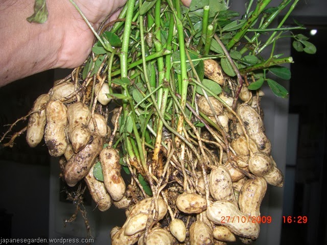 Peanut-Root-Leave-Plant