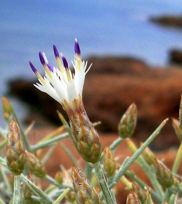 Η χλωρίδα μας Centaurea spinosa